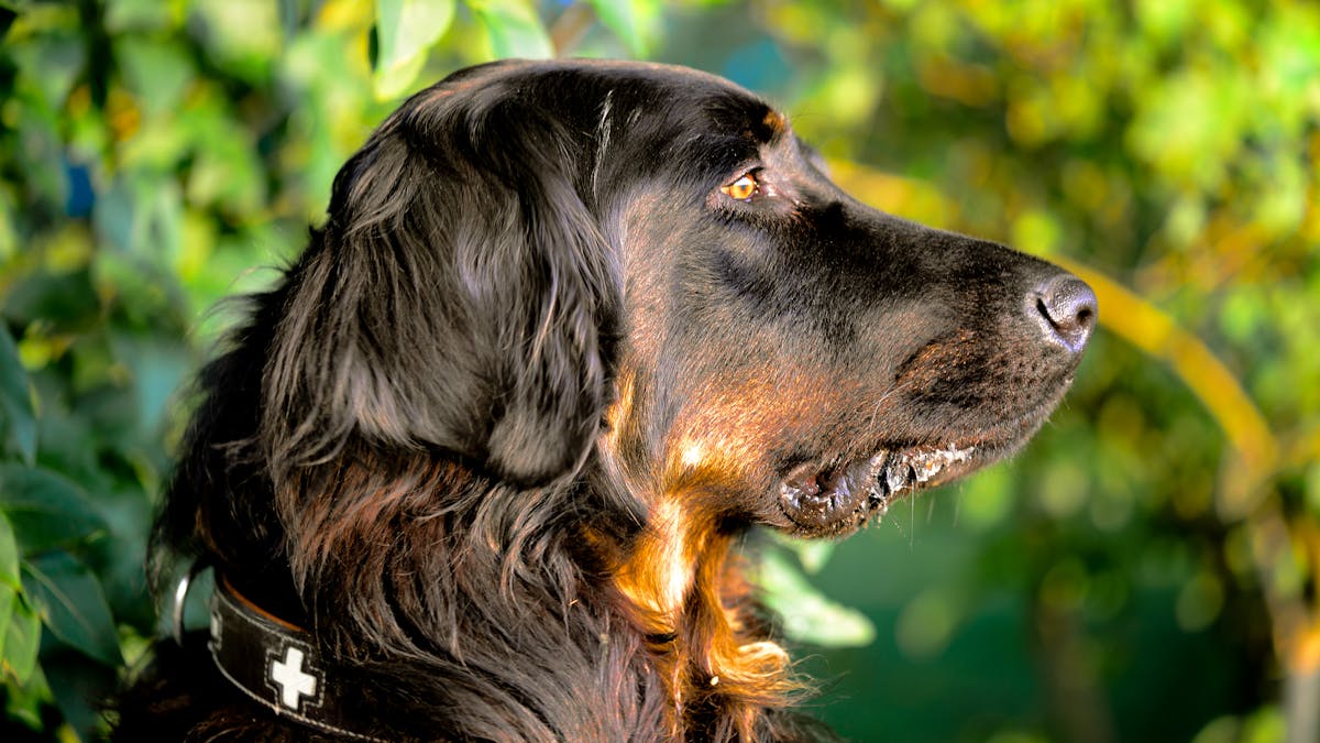 The Fastest Tick & Fleas Dog Treatments
