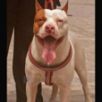 Profile picture of Ifidon